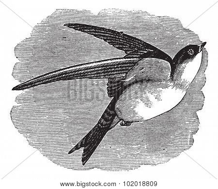 Common House Martin or Delichon urbicum or Northern House Martin or House Martin or Hirundo urbica, vintage engraving. Engraved illustration of a Common House Martin in flight. Trousset Encyclopedia.