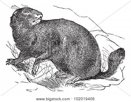 Alpine Marmot or Marmota marmota, vintage engraving. Old engraved illustration of Alpine Marmot in the meadow.  Trousset encyclopedia (1886 - 1891)