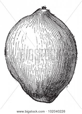 Coconut or Cocos nucifera, showing fruit, vintage engraved illustration. Dictionary of Words and Things - Larive and Fleury - 1895