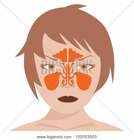 frontal and nasal sinus