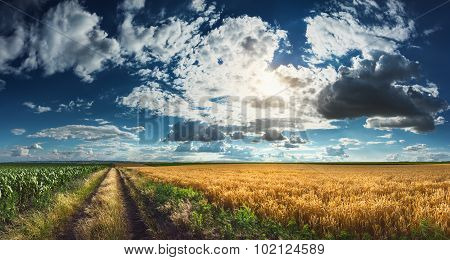 Wheat And Corn Fields Before Harvest