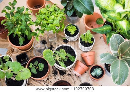 balcony garden