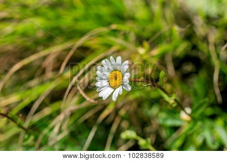 Camomille In Grass