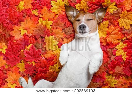 Autmn Fall Leaves Dog