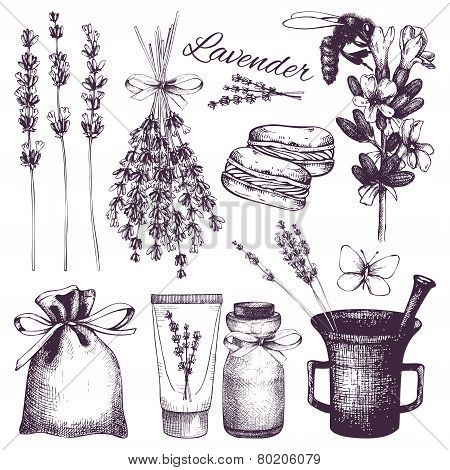 hand drawn lavender illustration