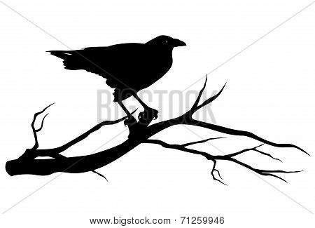 Raven Bird Silhouette