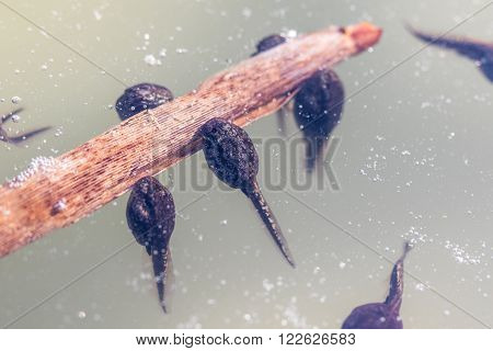 Tadpoles (Frogs in the Larval Stage) Underwater on a Stalk in spring