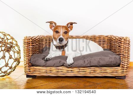 Dog Relaxing In His Bed Place