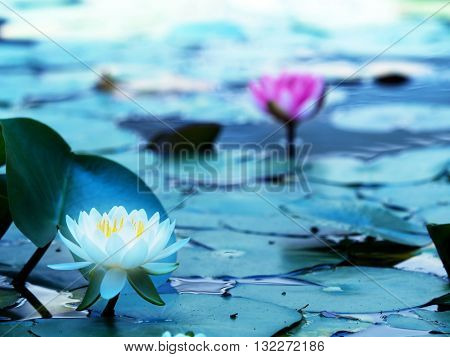 Lotus flower blooming on a tranquil pond in blue morning light. White lotus flower and pink lotus flower behind. Shallow depth of field for dreamy feel.