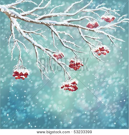 Winter Snow covered Rowan berry Background