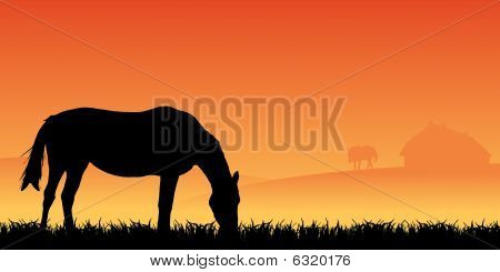 two horses on pasture at sunset