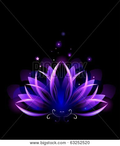 Purple Lotus