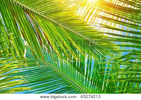 Fresh green palm leaves background, bright sun light through exotic foliage, beauty of tropical nature, summer vacation concept