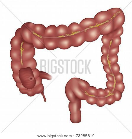 Large Intestine Anatomy