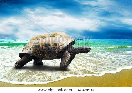 Big Turtle on the tropical oceans beach