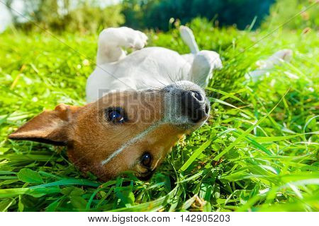 Dog Siesta At Park