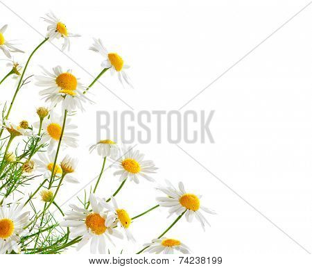 Bunch of Chamomiles isolated on white. Camomille border design