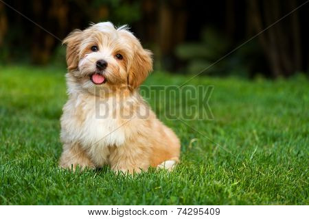 Happy Little Havanese Puppy Is Sitting In The Grass