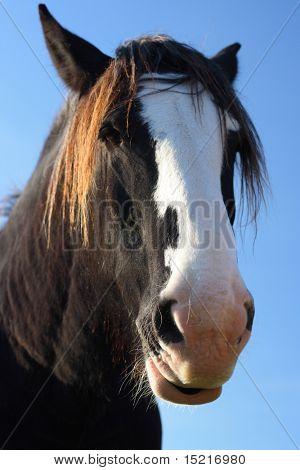 Beautiful shire or draft horses head against a clear blue sky just waiting for a caption!