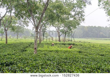 Women Picks Tea Leafs On The Tea Garden