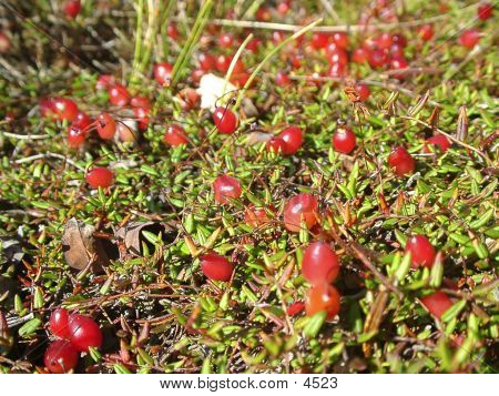 Cranberries