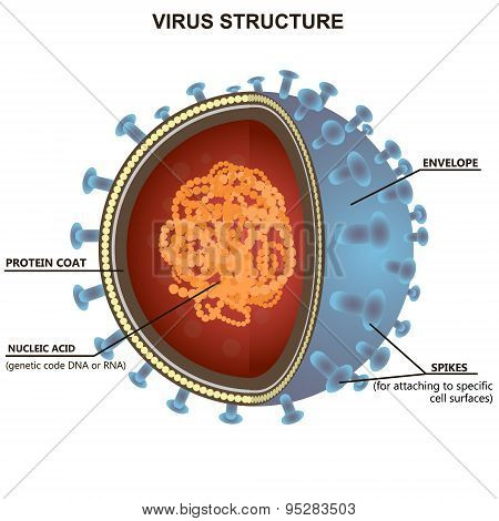 Blue virus cells or bacteria on white background. Isolated vector illustration