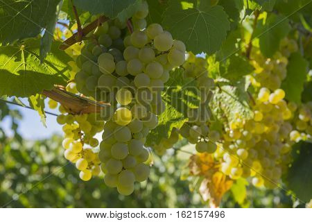 Ripened Pinot Gris Grapes in Vineyard Okanagan British Columbia Canada near Kelowna