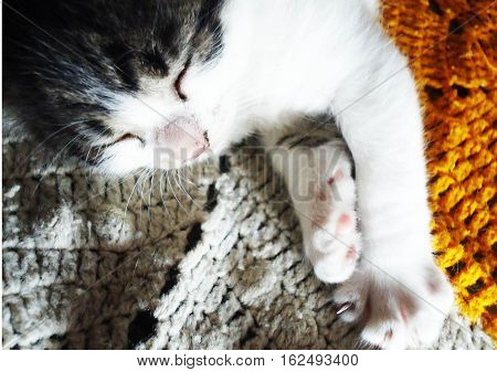 felino mascota descanso dormir naranja blanco gris