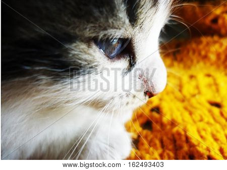 felino mascota descanso dormir naranja blanco gris