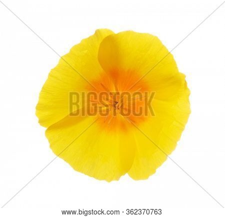 Bright yellow flower of California Poppy (Eschscholzia Californica). Flowering plant in family Papaveraceae. Close-up. Selective focus.