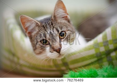 Portrait Of The Striped With White A Cat.