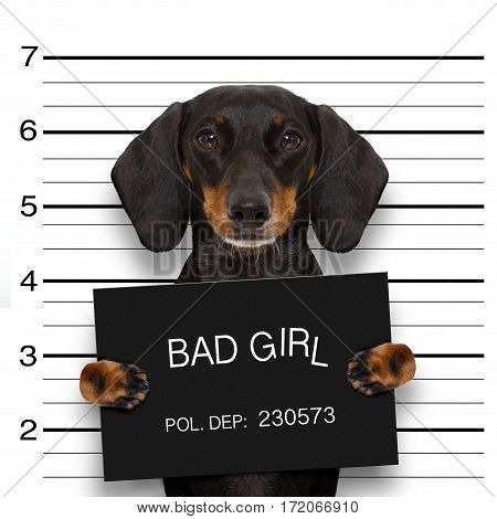 Dachshund Police Mugshot