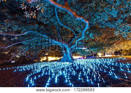 Vivid Sydney 2016 Light Festival Illumination Of Eucalyptus Tree