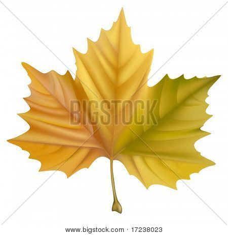 Vector. Gele maple leaf.