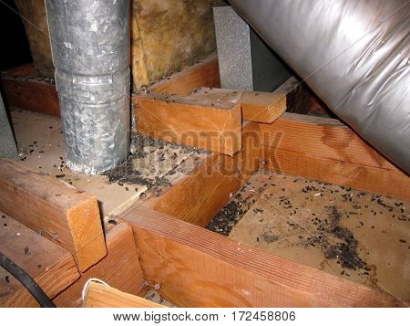 Rodents droppings in an attic after exterminator removed insulation, exposing infestation