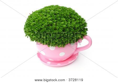 Giant Tea Cup And Saucer Planter