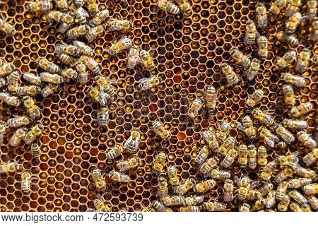 Abstract Hexagon Structure Is Honeycomb From Bee Hive Filled