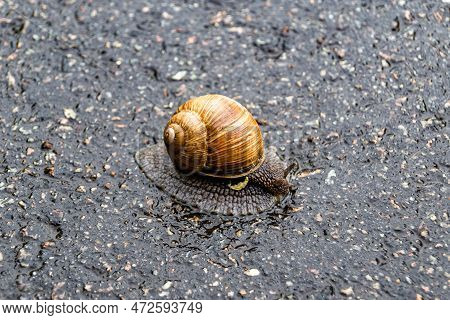 Big Garden Snail In Shell Crawling On Wet Road Hurry Home