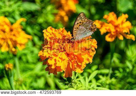 Beautiful Flower Butterfly Monarch On Background Meadow