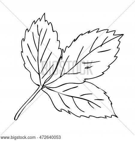 Hand Drawn Strawberry Leaf In Freehand Retro Style. Perfect For Stickers, Cards, Print. Isolated Vec