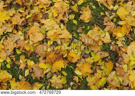 Yellow Fallen Leaves On Green Grass In Mid November