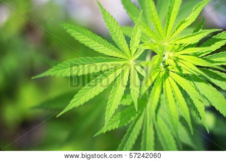 Cannabis Background