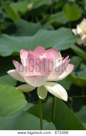 Lotus