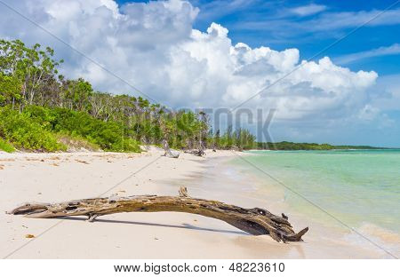 Maagd tropisch strand bij Coco sleutel (Cayo Coco) in Cuba met dode boomstam op de voorgrond