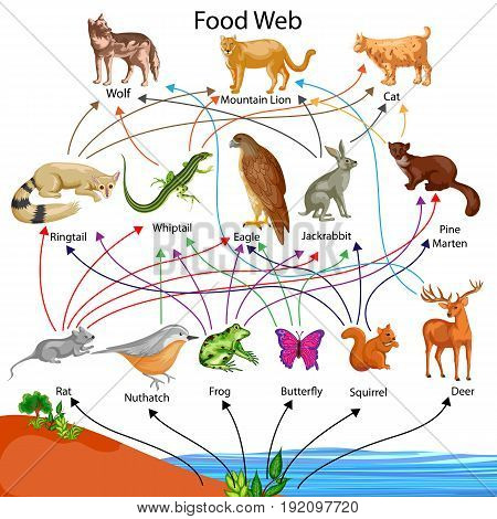 Education Chart of Biology for Food Web Diagram. Vector illustration