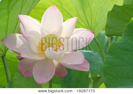 Lotus Blume Blüte