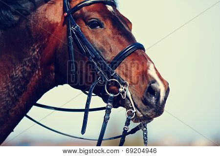 Portrait Of A Sports Brown Horse.