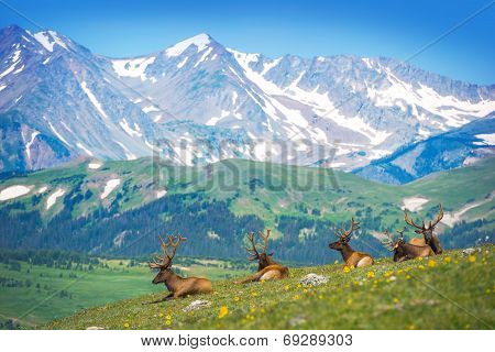 North American Elks