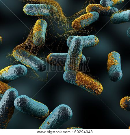 Clostridium Perfringens Bacteria