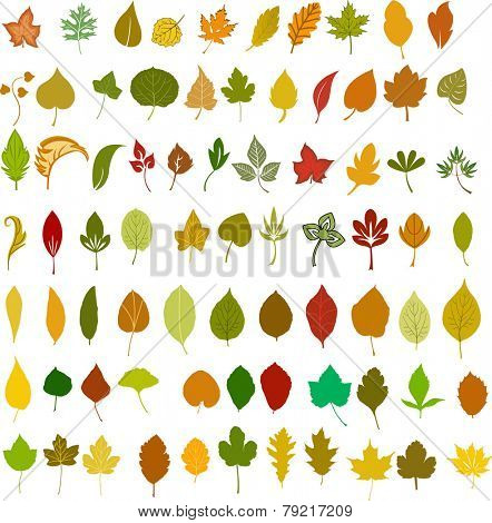 Vector leafs illustration